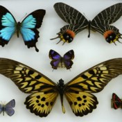 Motten en vlinders, een verschil van dag en nacht (en 200 miljoen jaar)