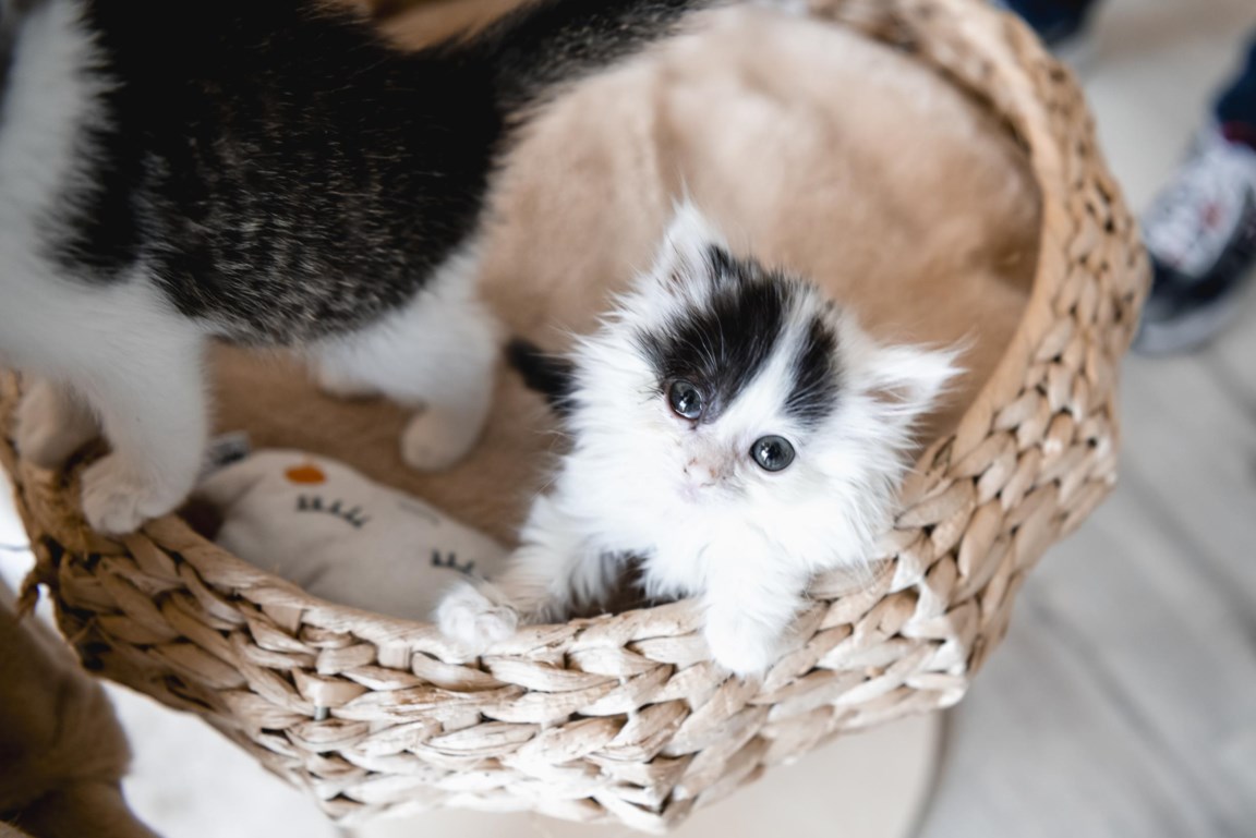 Obsessie Bedankt Zeeanemoon Gezocht: opvanggezinnen voor kittens (Genk) | De Standaard Mobile
