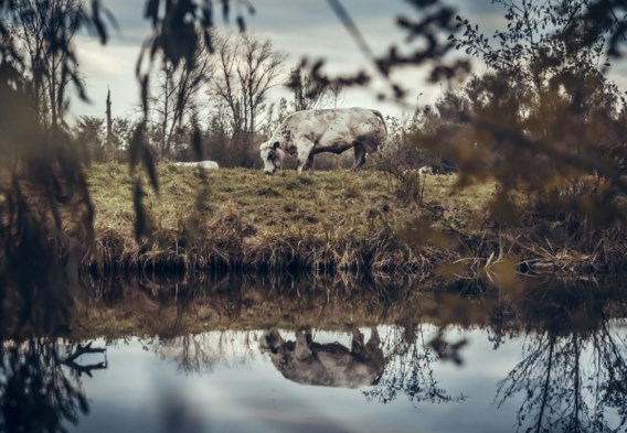 Belgien fordert Europa auf, die Diskussion über das Gesetz zur Wiederherstellung der Natur fortzusetzen