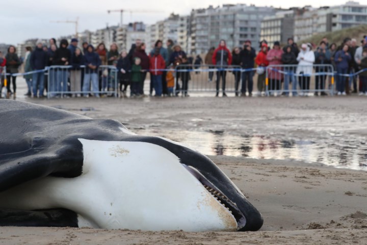 Koksijde en De Panne ruziën om skelet van orka Reveil: ‘Hij is daar aangespoeld, maar hier gestrand’