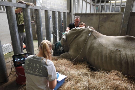 There is hope again for endangered rhino, with help from Pairi Daiza