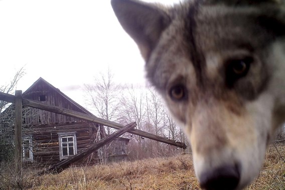 Are ‘super wolves’ in Chernobyl good news for cancer research?