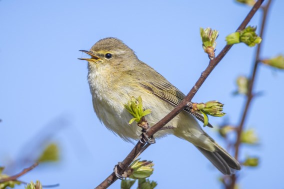 Spring is coming earlier and earlier: “Some chiffchaffs would rather stay here than fly to France”