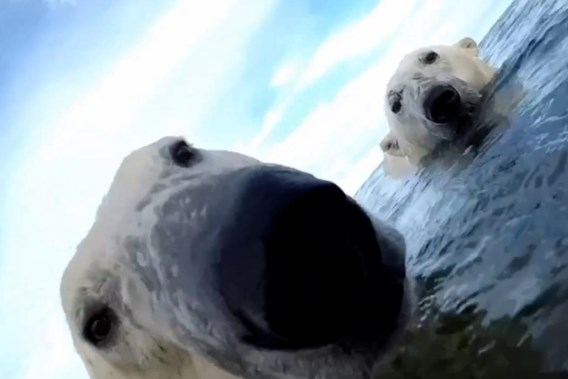 Lose one kilo a day: polar bears are in danger of starving due to melting ice