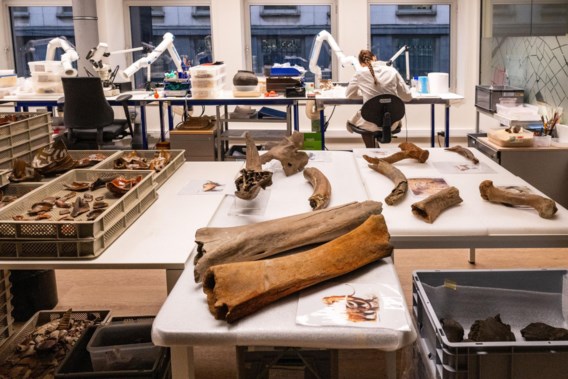 Mammoth remains discovered at metro yard in Brussels: “Thigh bone and tusk found”