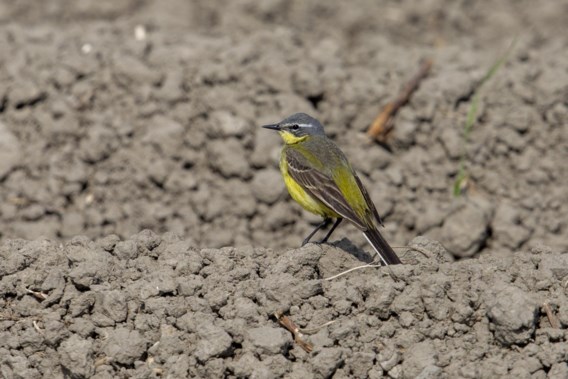 Are field birds as important as the budget?