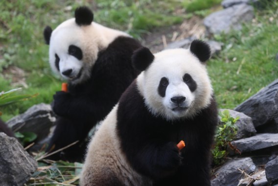 Youngest pandas in Pairi Daiza must return to China