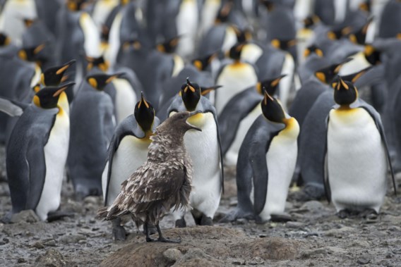 Scientists confirm first cases of bird flu in Antarctica