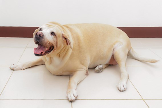 Is your Labrador too fat?  It’s his genes’ fault