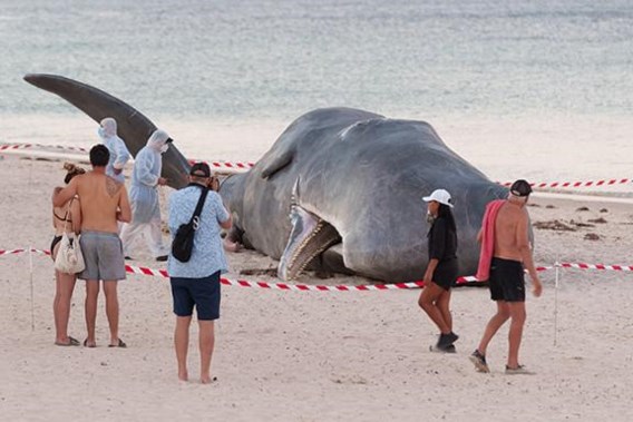 Antwerp artists make sperm whales ‘wash up’ in Australia