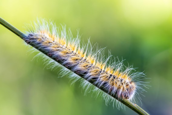 A summer without itching: oak processionary caterpillar remains in free fall