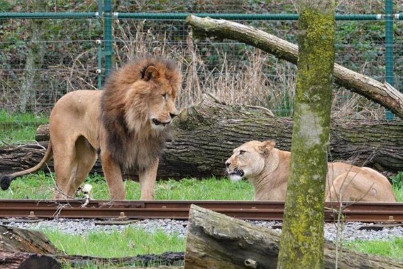 Lion Nestor bites lioness Maya to death during their first encounter