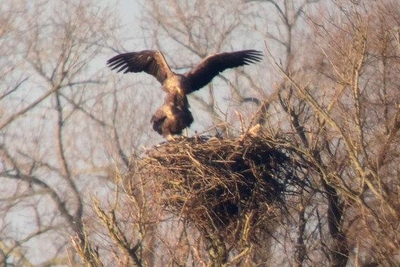 Sea eagles breed in the De Blankaart nature reserve: “A first for our country”