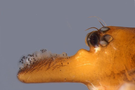 Spiders with long ‘nose’ named after Nafi Thiam and Greta Thunberg