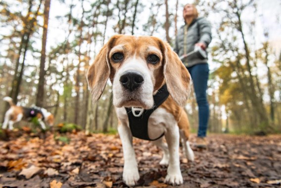 Nearly one in ten dogs are not on a leash in nature reserves