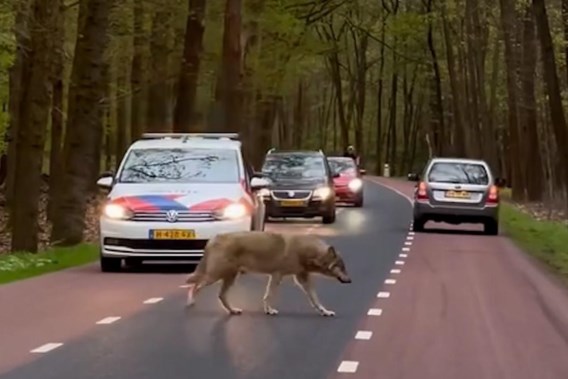 Wolf walks calmly among the cars in the Netherlands: “Possibly fed”