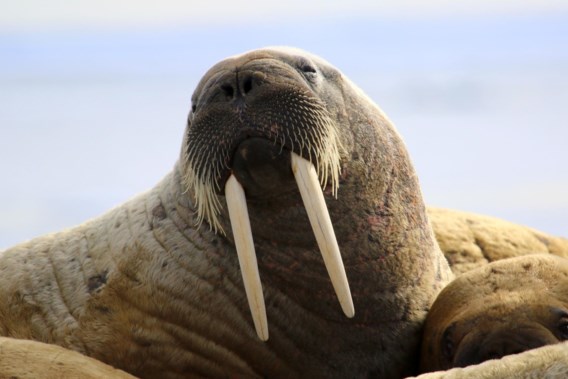 Walrus dies for the first time due to bird flu