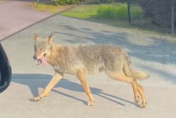 Wolf runs through the streets in Sint-Job-in-‘t-Goor: “Leave the animal alone”