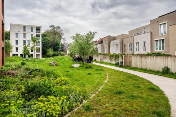 Why every home should look out on three trees: “In a neighborhood with lots of greenery, people take fewer pills”